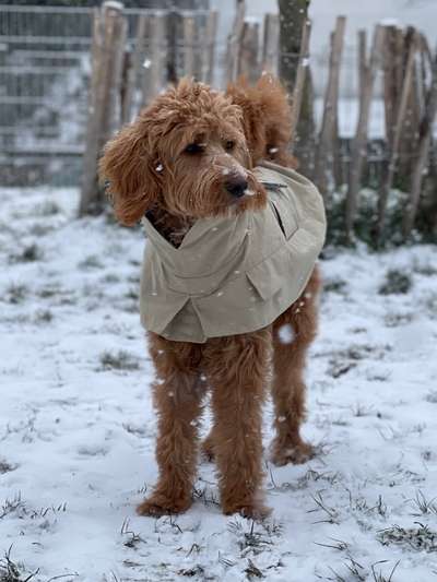 Dogorama Photo Challenge - Winterstimmung-Beitrag-Bild