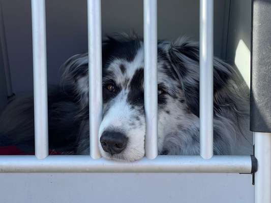 Dogorama Photo Challenge - Frühjahrsmüdigkeit-Beitrag-Bild