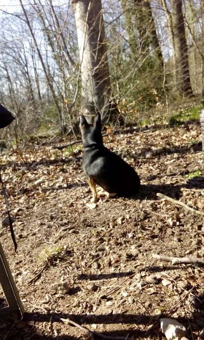 Hundetreffen-Wandern ab Eitorf-Bild