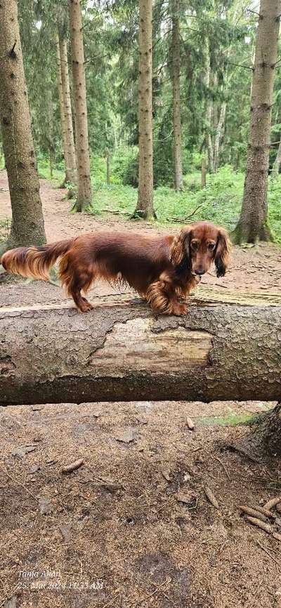 Hundeauslaufgebiet-Wahlstedt/ Glashütte-Bild