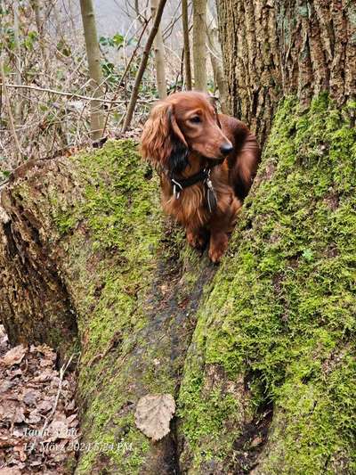 Hundeauslaufgebiet-Wittorfer Burg-Bild