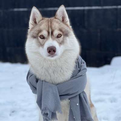 Hundetreffen-Husky-Treffen in Lübeck und Umgebung-Profilbild