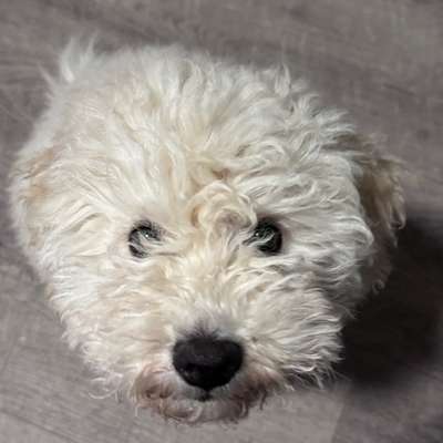 Hundetreffen-Gassirunde-Bild