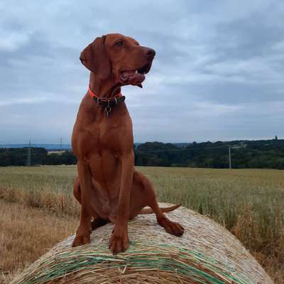 Hundetreffen-Spielgefährten gesucht-Bild