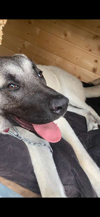 Kangal Fans ! ! ! !-Beitrag-Bild