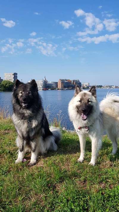 Eurasier hier?-Beitrag-Bild