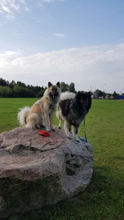 Eurasier-Beitrag-Bild