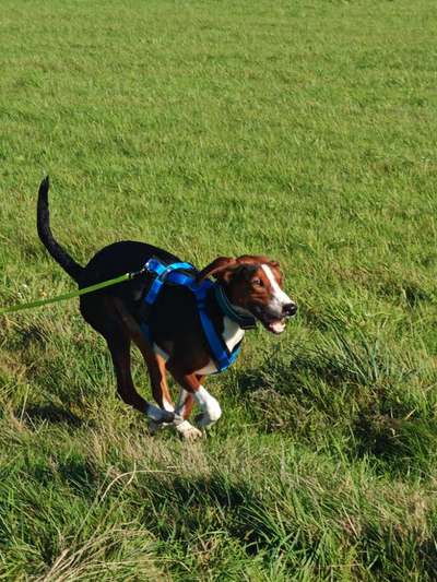 Segugio-Mix-Beitrag-Bild