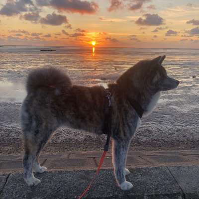 Hund abgegeben, weil Urlaub anstand? Leider kein Witz 😳-Beitrag-Bild