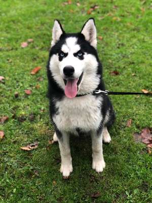 Suchmeldung-Blue-Bild