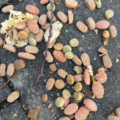 Giftköder-Mgl Futter / Giftköder-Bild