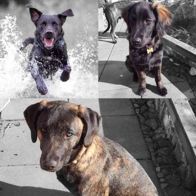 Mischlinge - die beste Rasse die es gibt-Beitrag-Bild