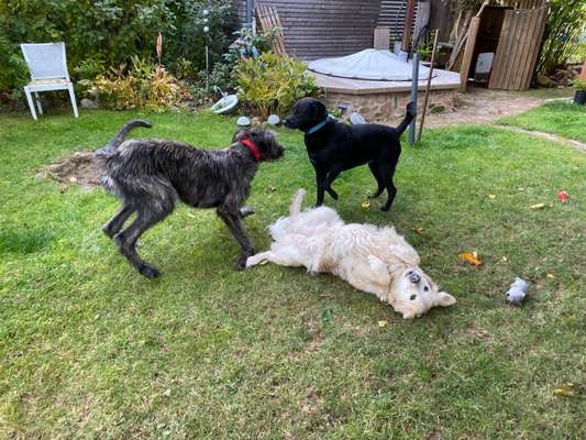 Wo sind meine Labrador Freunde-Beitrag-Bild