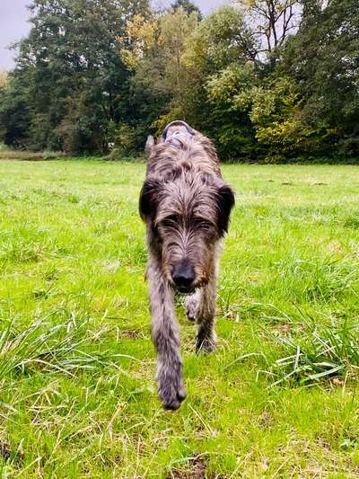 Windhunde - Treffen der besonderen Schönheiten
HERZLICH WILLKOMMEN-Beitrag-Bild