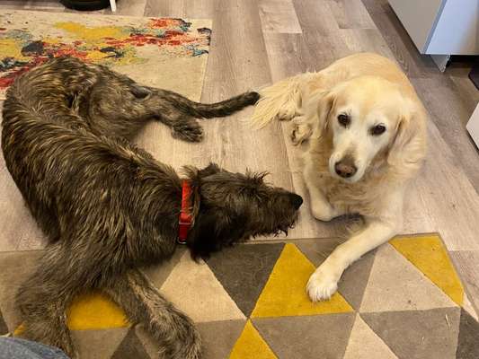 Wo sind die Golden Retriever Liebhaber?-Beitrag-Bild