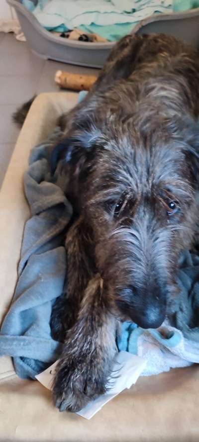 Windhunde - Treffen der besonderen Schönheiten
HERZLICH WILLKOMMEN-Beitrag-Bild