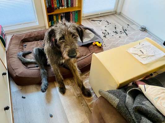 Hier ist der Spaßthread. Zum Schmunzeln und Kaputtlachen-Beitrag-Bild