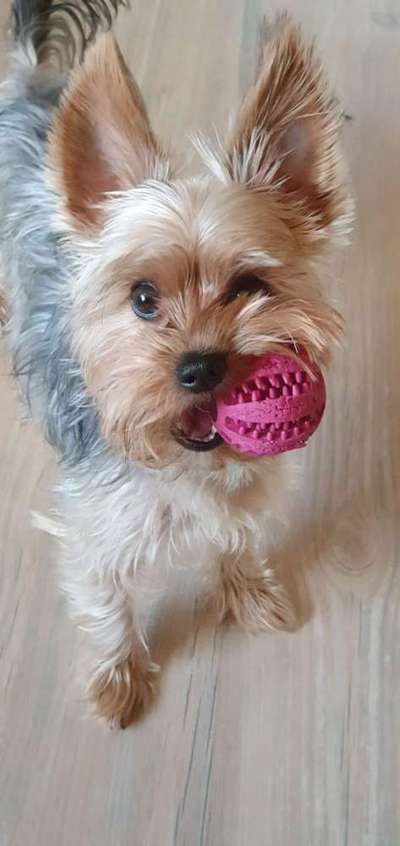 Hundetreffen-Mini Spielerunde-Bild