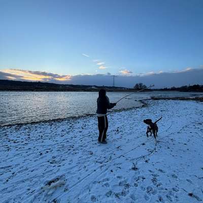 Hundetreffen-Spielen / sozialisieren-Bild