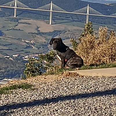 Hundetreffen-Spielkameraden gesucht-Bild