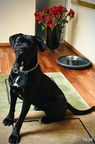 cane corso-Beitrag-Bild