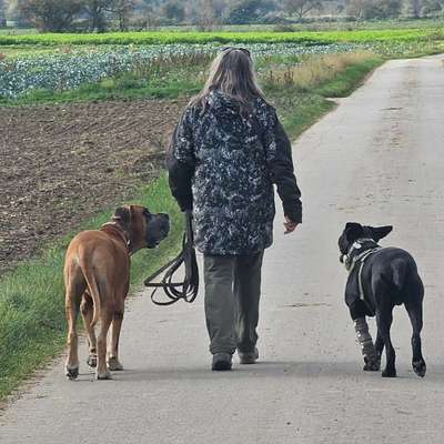 Hundeschulen-Hundeführerschule Oberthaler-Bild