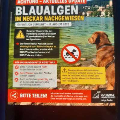 Giftköder-BLAUALGEN IM NECKAR-Bild