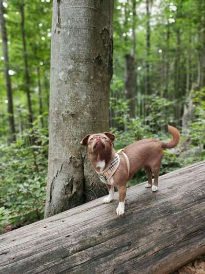 Foto -Challenge  Thema : Dein Hund Im Wald-Beitrag-Bild