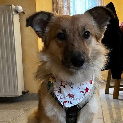 Hundetreffen-Gemeinsame Spaziergänge-Bild