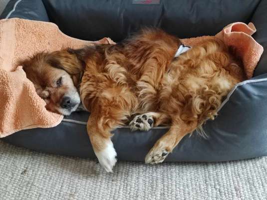 Pekinese/Pekingese-Beitrag-Bild