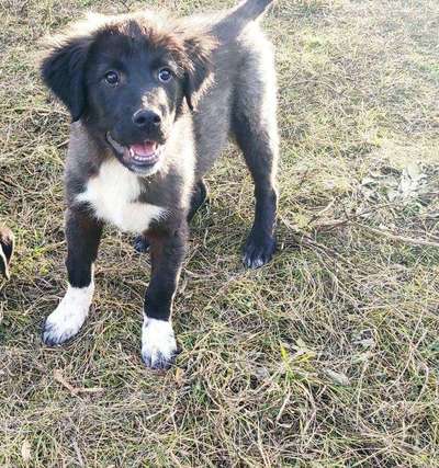 Welpen Bilder !-Beitrag-Bild