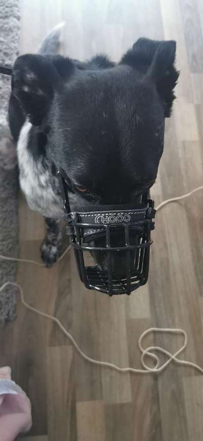 Wie sitzt mein Maulkorb / Maulkorb-Beratung-Beitrag-Bild