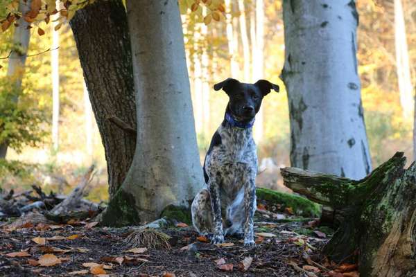 Kleiner Münsterländer!-Beitrag-Bild