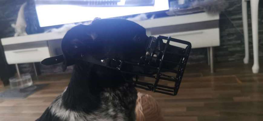 Wie sitzt mein Maulkorb / Maulkorb-Beratung-Beitrag-Bild