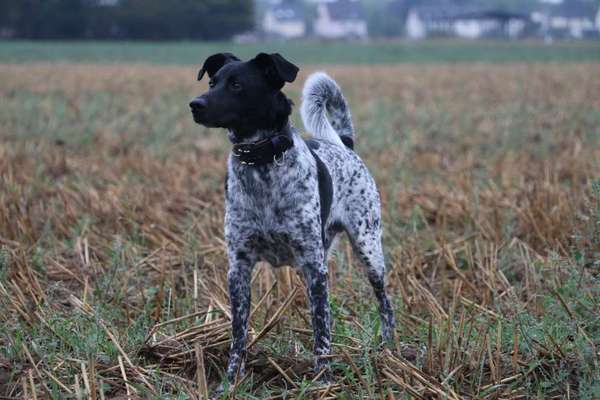 Kleiner Münsterländer!-Beitrag-Bild
