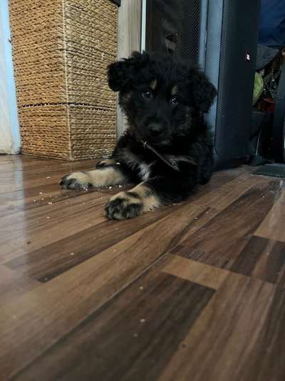 Altdeutsche Hütehunde-Beitrag-Bild