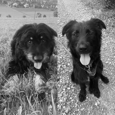 Altdeutsche Hütehunde-Beitrag-Bild