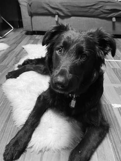 Altdeutsche Hütehunde-Beitrag-Bild