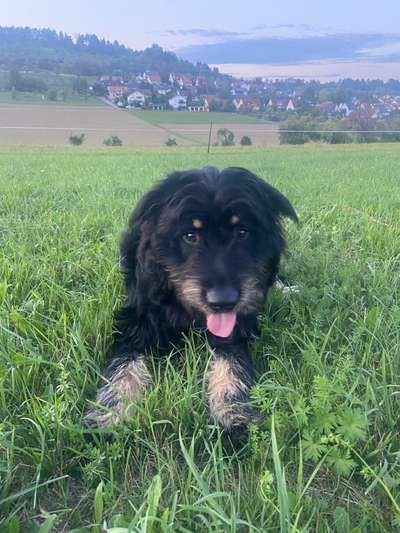 Altdeutsche Hütehunde-Beitrag-Bild