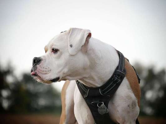 Olde English Bulldogge-Beitrag-Bild