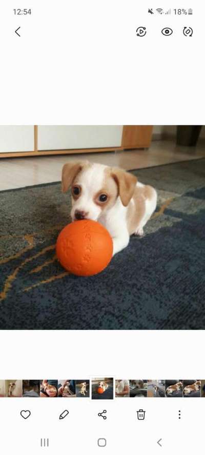 FOTO CHALLENGE 77 - Dein Hund im Spiel-Beitrag-Bild