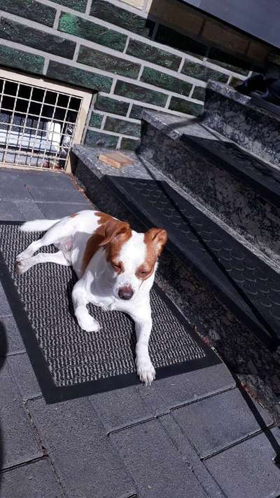 Wo seid ihr gerade mit euren Hunden?-Beitrag-Bild