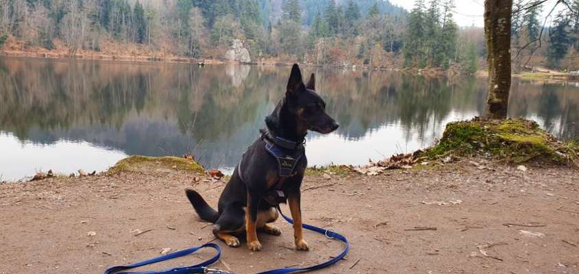 Die Dogorama Kalender Challenge 4/4-Beitrag-Bild