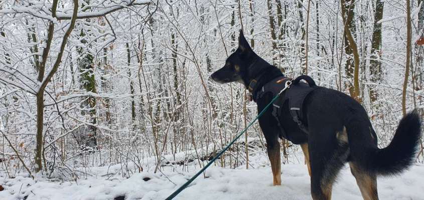 Schäferhund-Beitrag-Bild