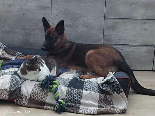 eure Spitznamen für die Vierbeiner-Beitrag-Bild