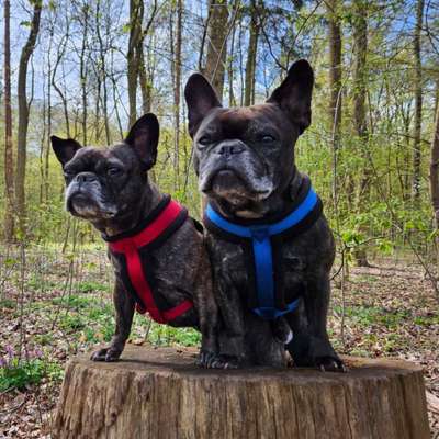 Hundetreffen-Sozialer Spaziergang um Hemmingen-Bild