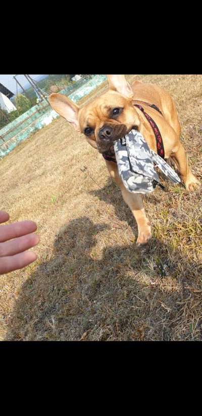 Französische Bulldoggen-Beitrag-Bild