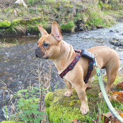 Hundetreffen-Spazieren, toben, spielen, üben-Bild