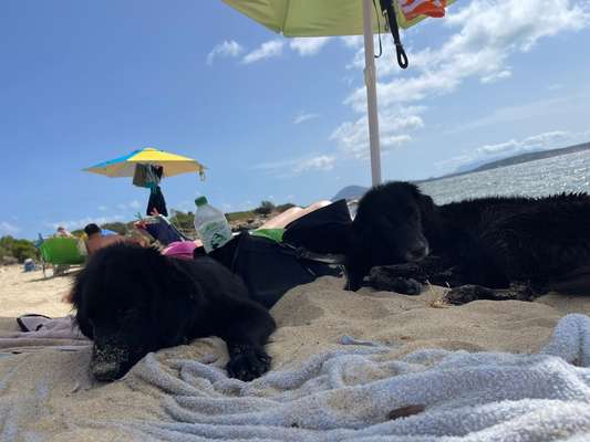 Sardinien mit Hund-Beitrag-Bild