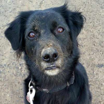 Die Dogorama Kalender Challenge Titelbild-Beitrag-Bild